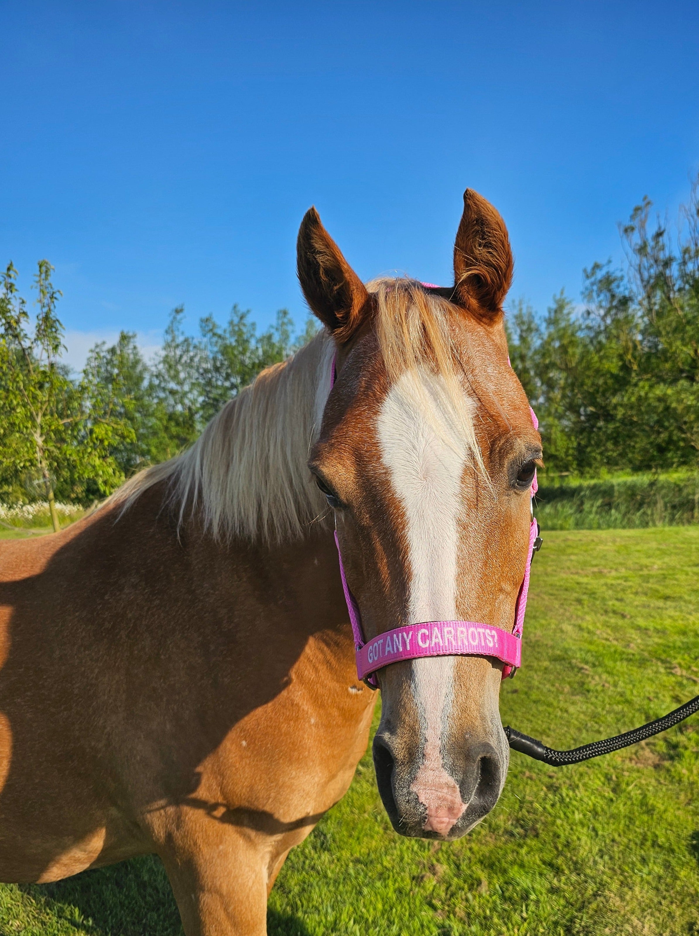 Licou en nylon - Tu as des carottes ?