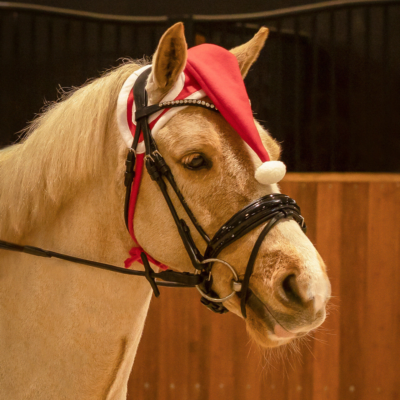 Cheval au bonnet de Noël
